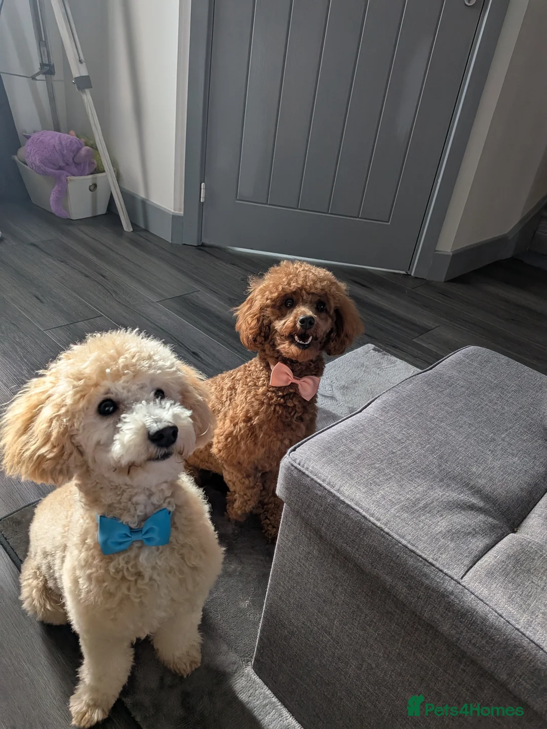 Toy Poodle dogs for sale: Toy poodle girls - Advert 1