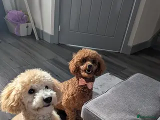 Toy Poodle dogs Toy poodle girls - Advert 2