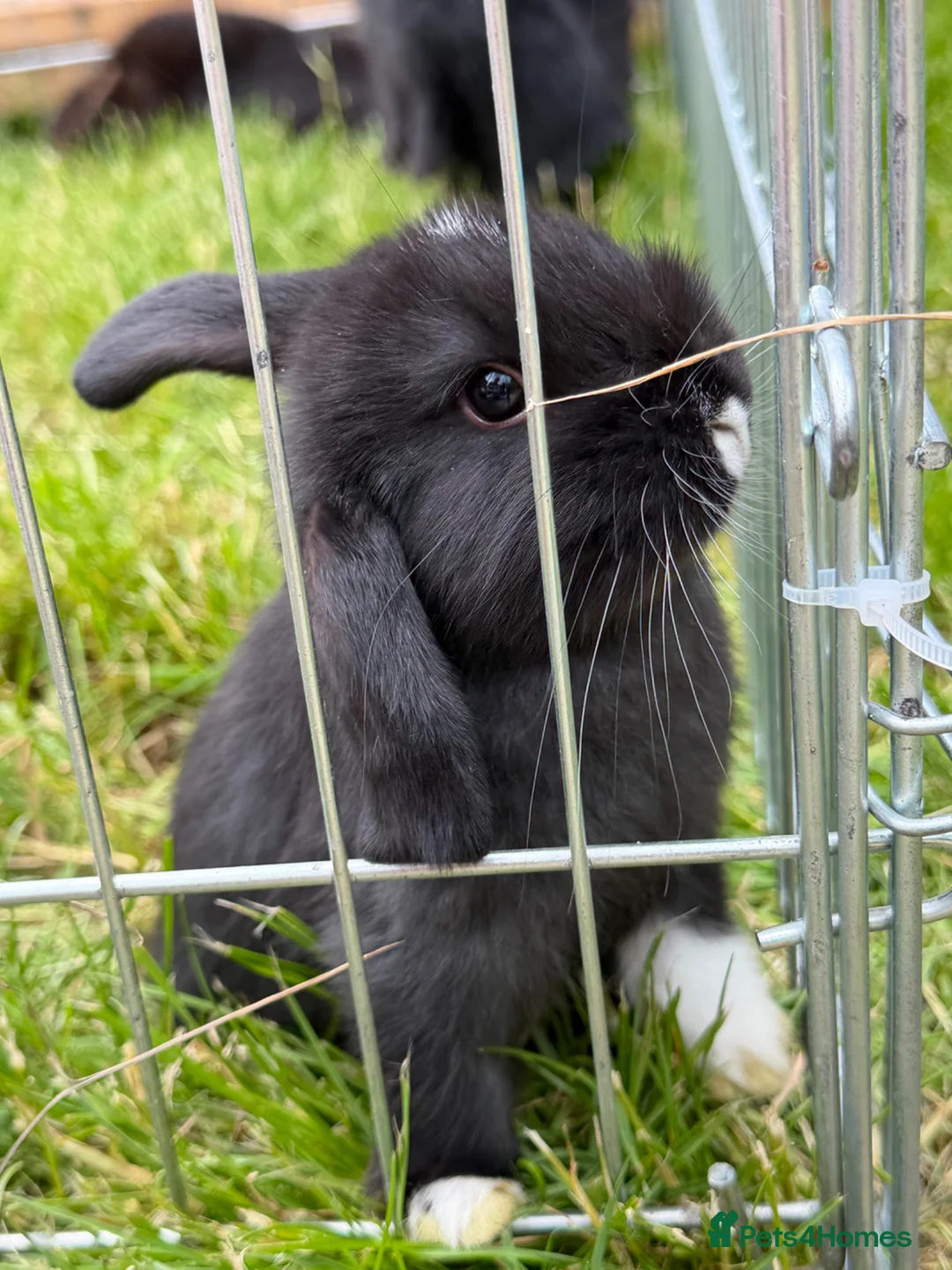 Mixed Breed rabbits for sale: Bunnies for sale  in Wadhurst - Advert 1
