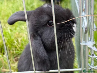 Mixed Breed rabbits Bunnies for sale - Advert 1
