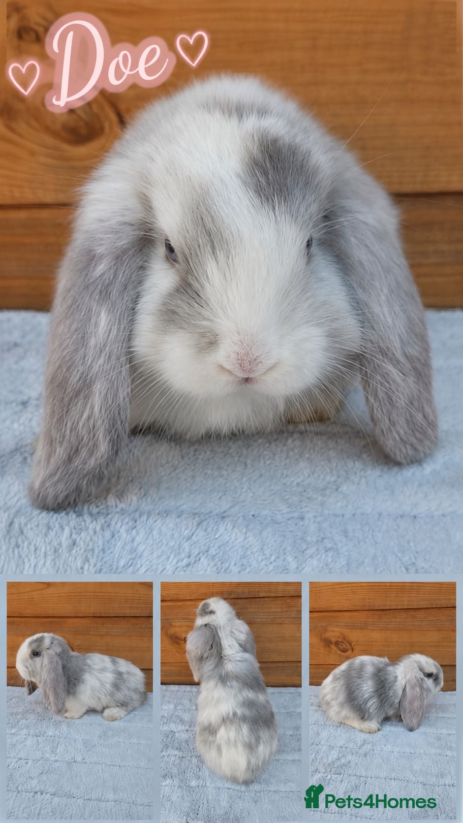 French Lop rabbits Beautiful French Lop Babies - Advert 1