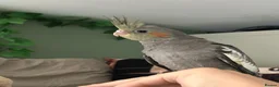 Cockatiels birds for sale:  Hand-reared super tame 8 week baby Cockatiel  - Advert 2