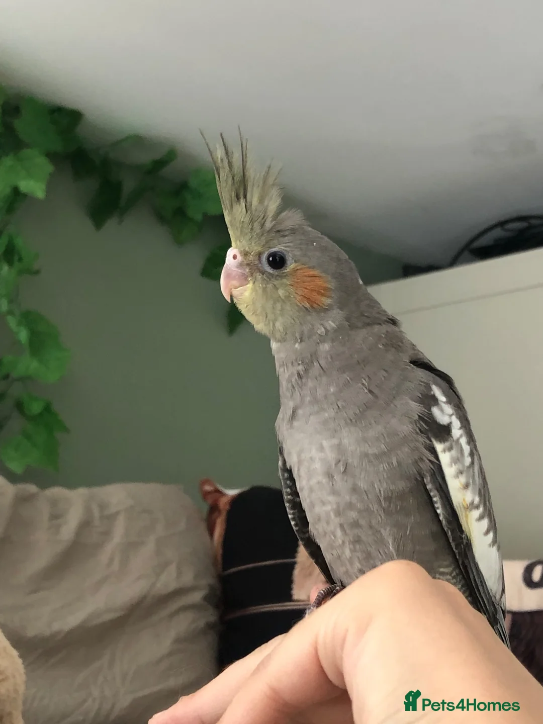Cockatiels birds for sale:  Hand-reared super tame 8 week baby Cockatiel  - Advert 2