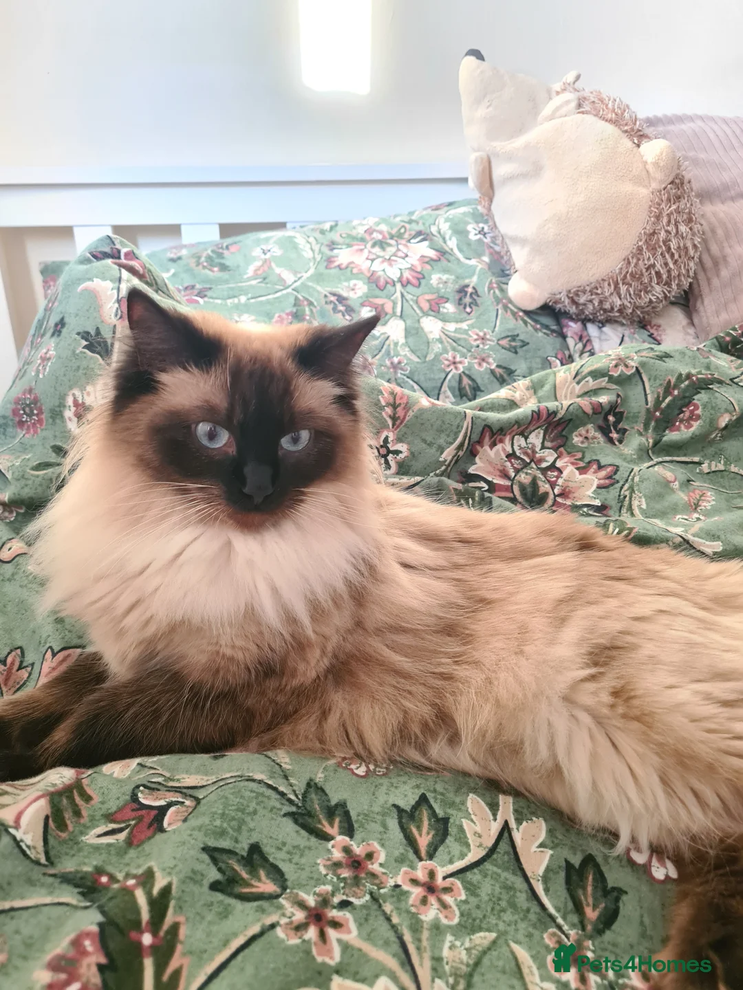 Ragdoll cats for sale: Quality Ragdoll Kittens (3 males, 3 females) - Advert 2