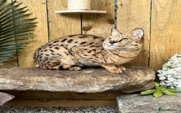 Savannah cats for sale: F2 Savannah cat - Image 3