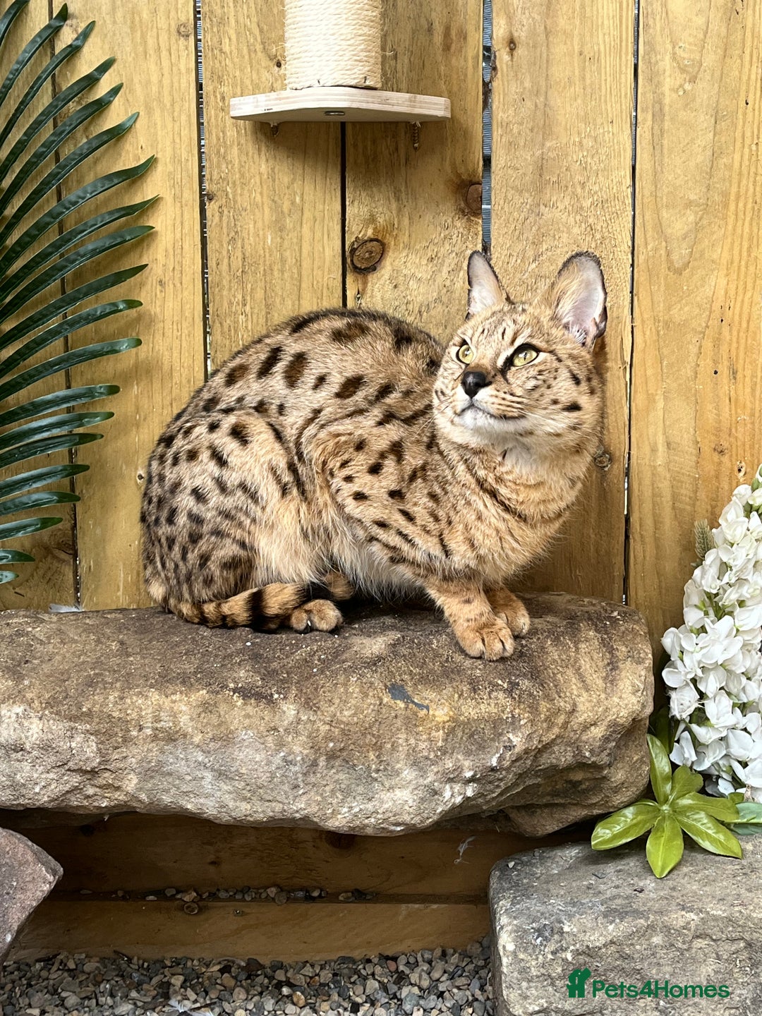 Savannah cats for sale: F2 Savannah cat - Image 3