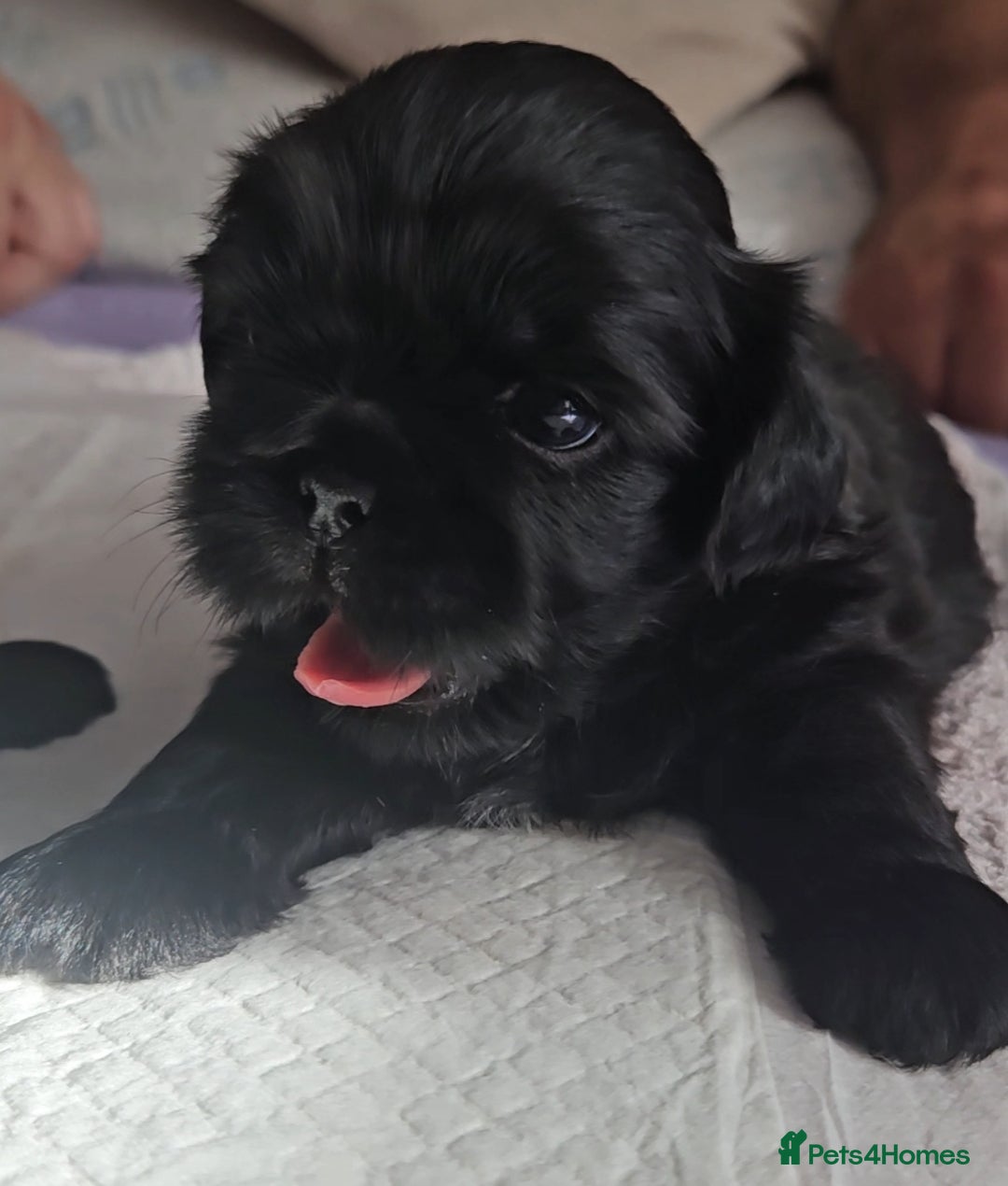 Shih Tzu dogs for sale: Imperial Shih tzu Puppies - Image 7