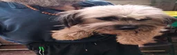 Mixed Breed dogs for sale: Unusual maltispitz seeking loving home - Advert 2