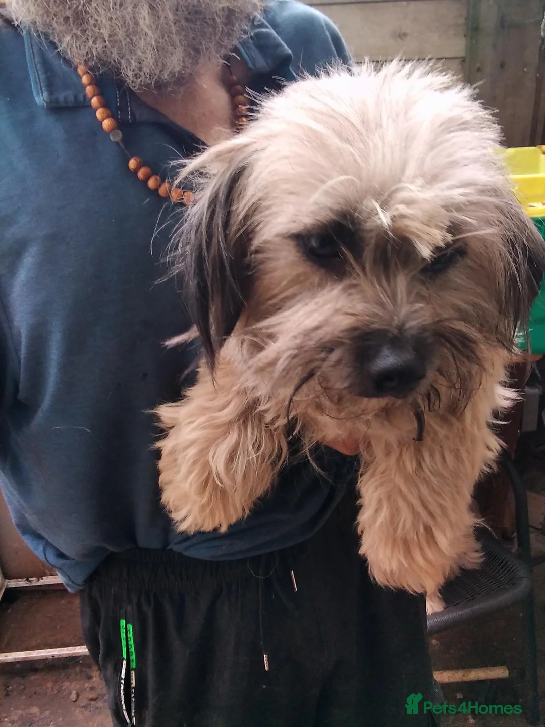 Mixed Breed dogs for sale: Unusual maltispitz seeking loving home - Advert 2