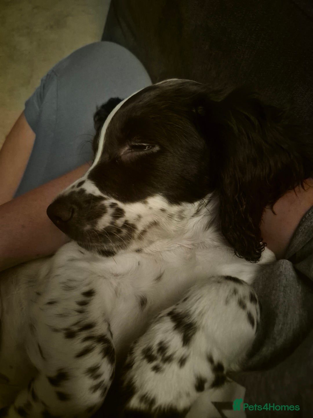 English Springer Spaniel dogs for sale: Springer Beautiful Spaniel Pup Ready Now  - Image 2