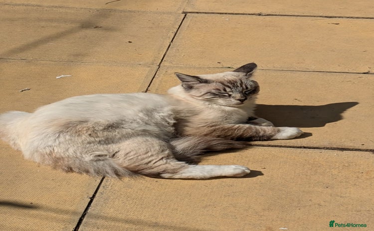 Ragdoll cats - Advert 10