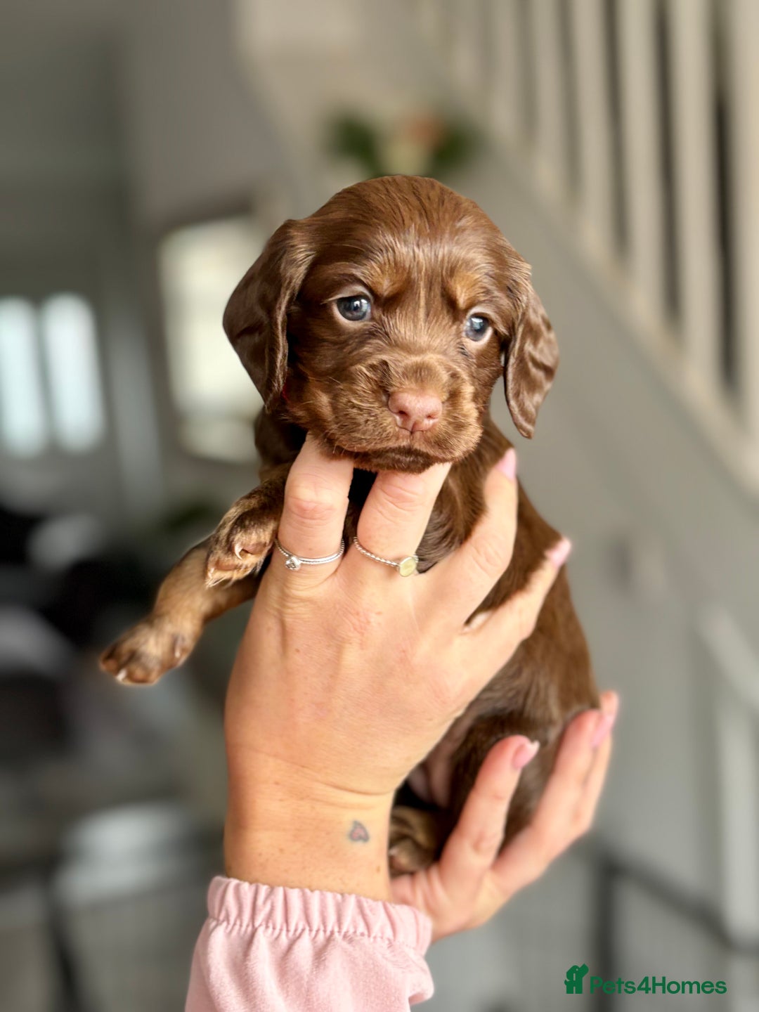 Cocker Spaniel dogs for sale: Cocker spaniel puppies  - Image 23