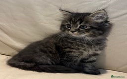 Mixed Breed cats for sale: Persian and British shorthair kittens for sale - Image 6