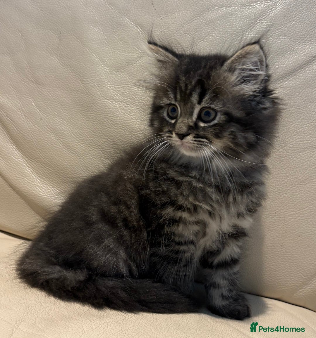 Mixed Breed cats for sale: Persian and British shorthair kittens for sale - Image 6