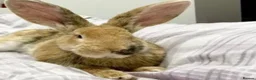 Continental Giant rabbits for sale: Majical pure breeds (Premium) - Advert 7