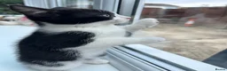 Mixed Breed cats for sale: ♥️ Kittens are looking for a new home♥️ in Leicester - Advert 6