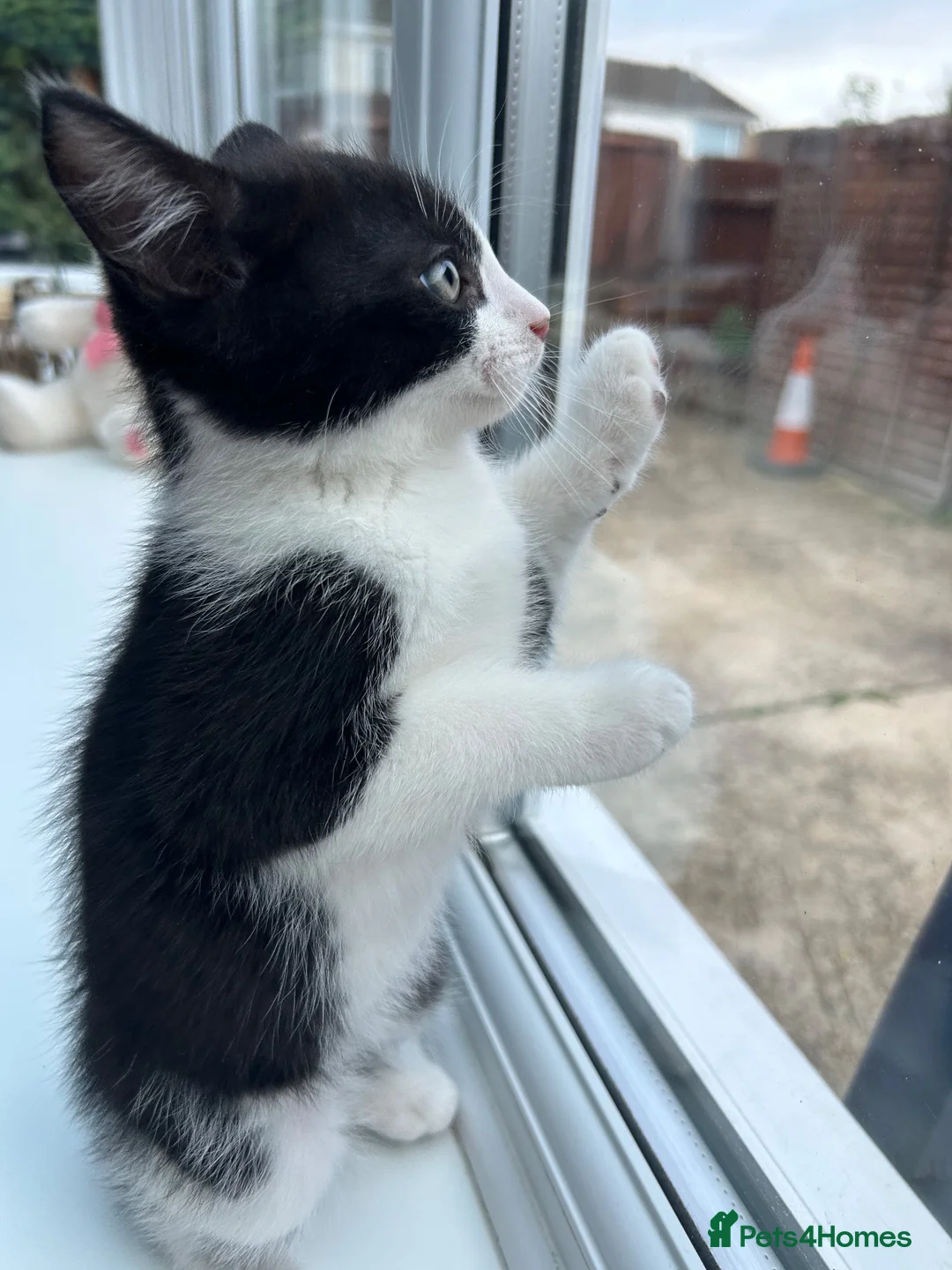 Mixed Breed cats for sale: ♥️ Kittens are looking for a new home♥️ in Leicester - Advert 6