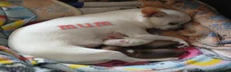 Chihuahua dogs for sale: Short haired tiny chihuahua pups ready now - Advert 16