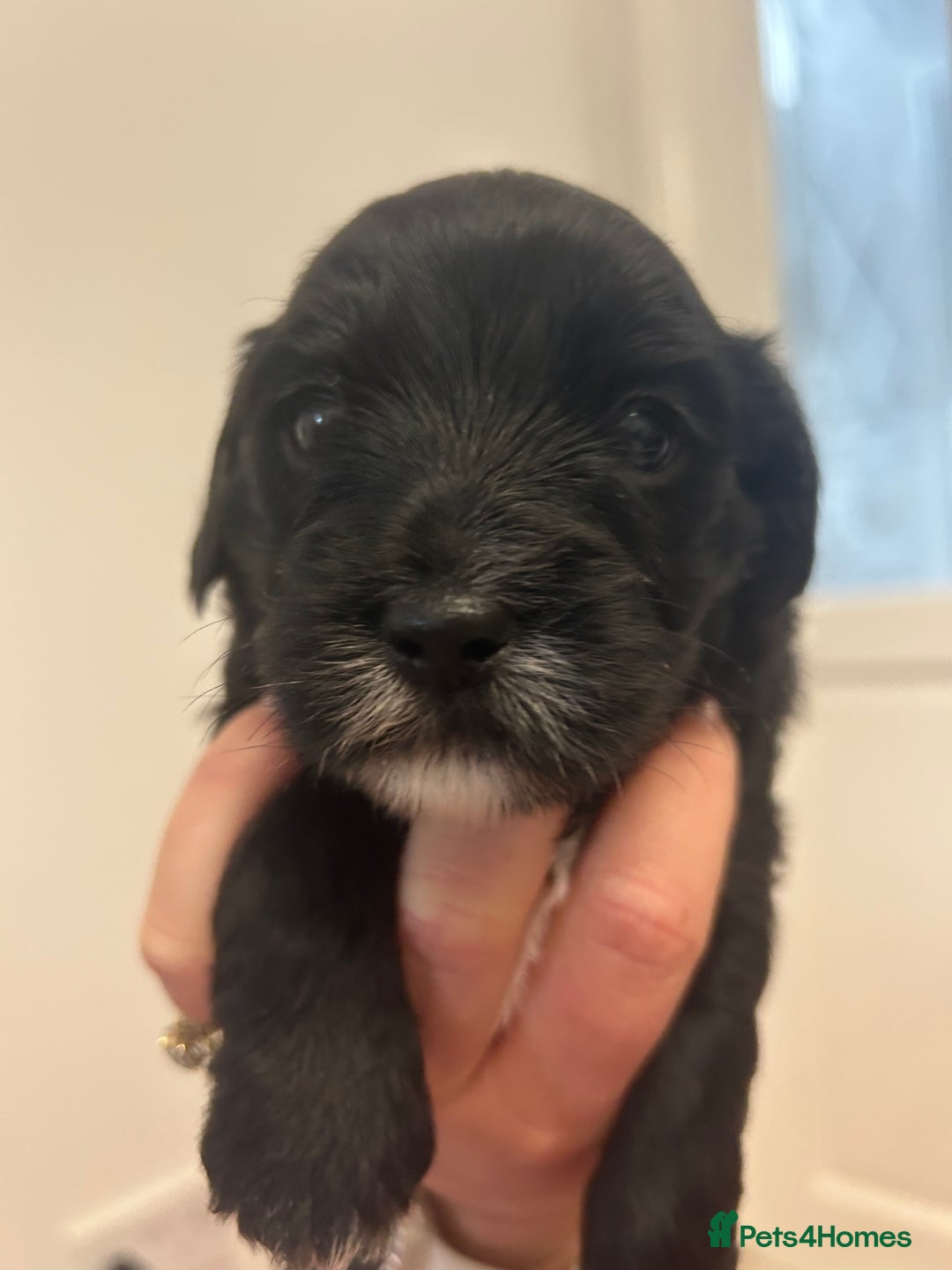 Mixed Breed dogs for sale: ‼️REDUCED 2 BEAUTIFUL YORKIPOO BOY READY NOW‼️  - Advert 4