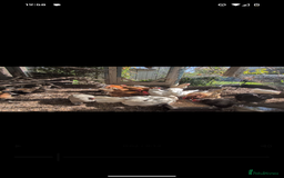 Chickens poultry for sale: Hens free x5  - Image 1