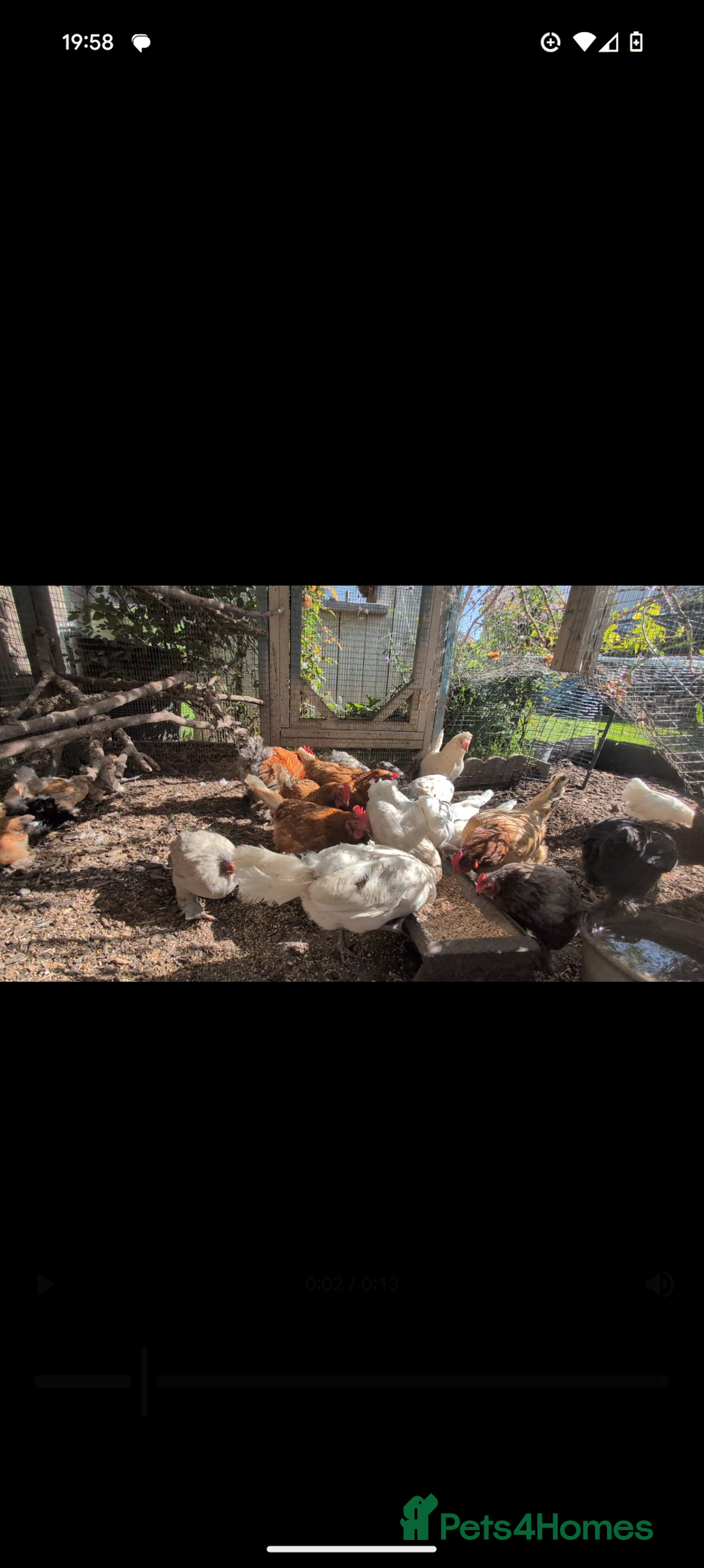 Chickens poultry for sale: Hens free x5  - Image 1