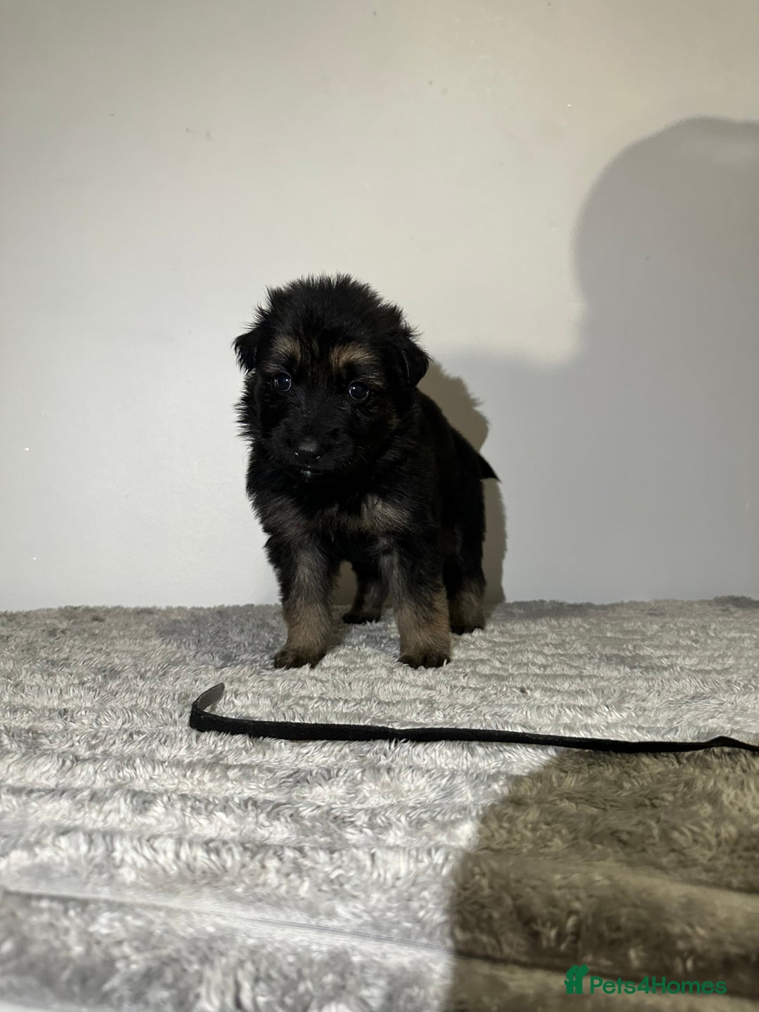 Mixed Breed dogs for sale: German shepherd pups  - Image 7