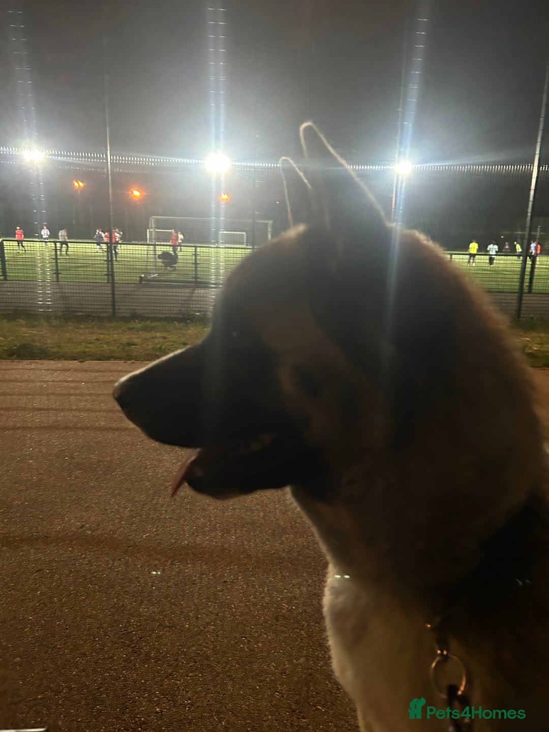 Akita dogs for stud: KUSH  - Image 1