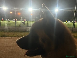 Akita dogs - Advert 3