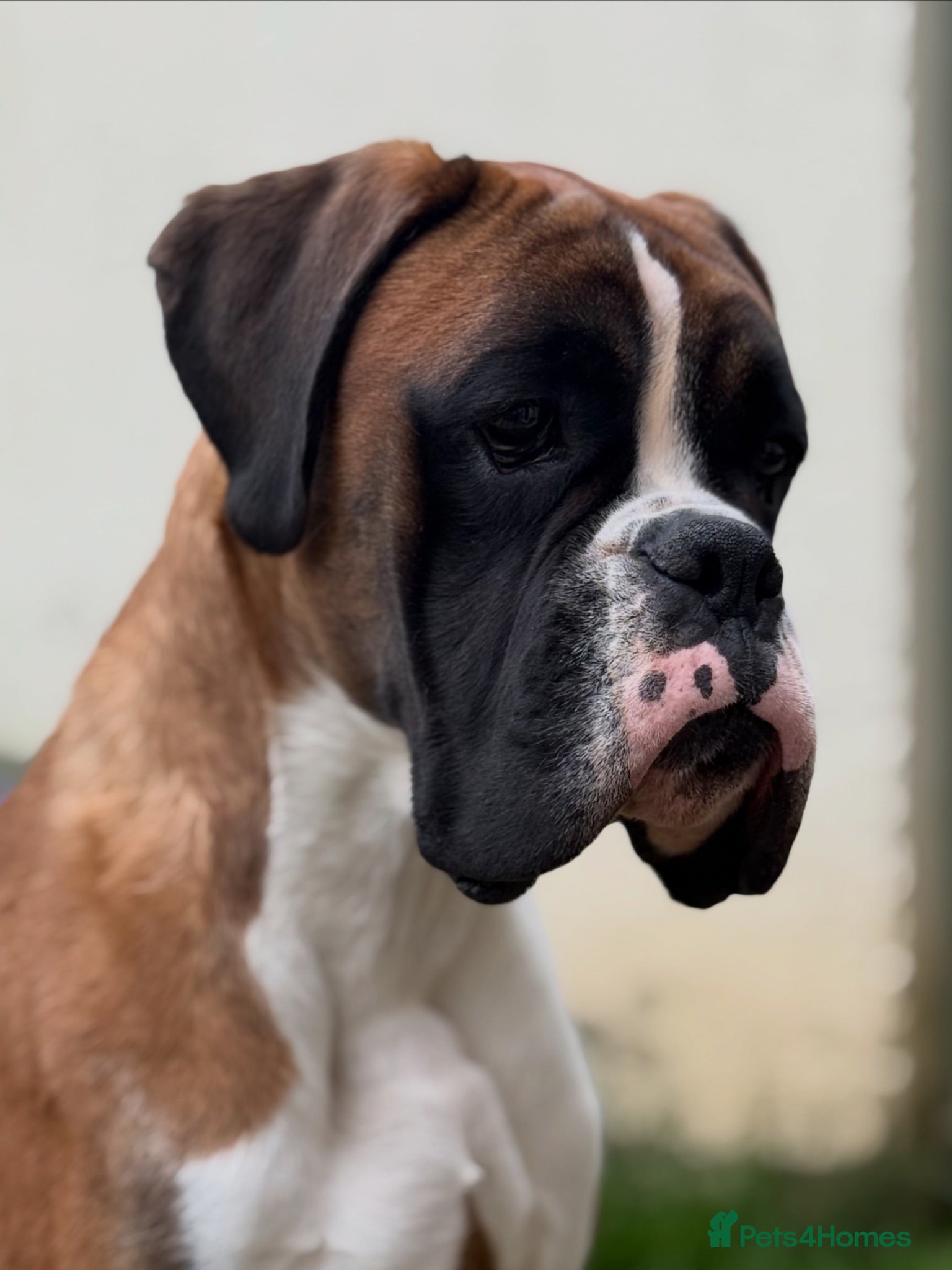 Boxer dogs Red & White Flashy Male For Stud - Advert 2