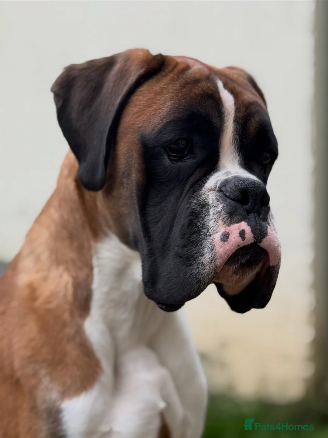 Boxer dogs for stud: Red & White Flashy Male For Stud in Bath - Advert 2