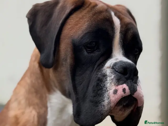 Boxer dogs KC Reg & Fully Health Tested Flashy Male For Stud - Advert 2
