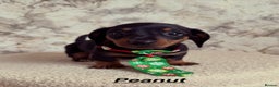 Miniature Dachshund dogs for sale: Miniature Dachshunds  - Advert 8