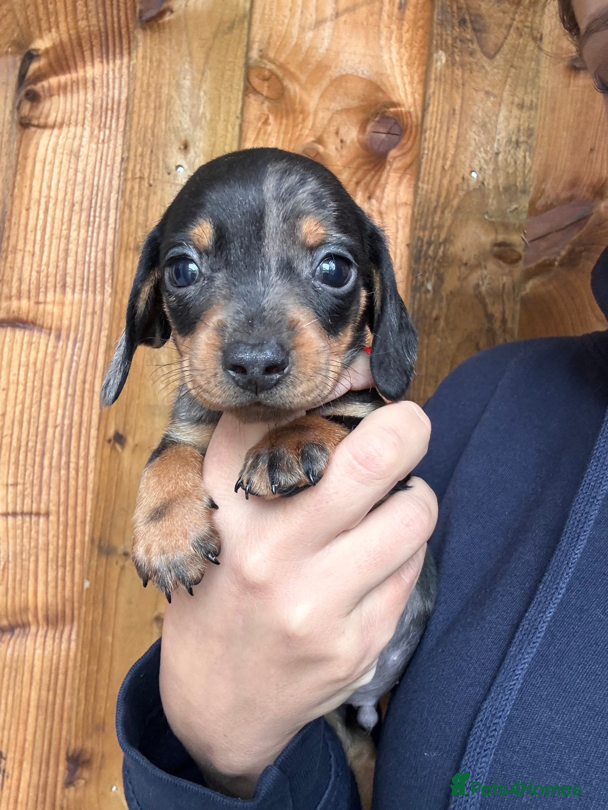 Miniature Dachshund dogs Miniature dachshund puppies - Advert 1