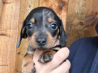 Miniature Dachshund dogs Miniature dachshund puppies - Advert 1