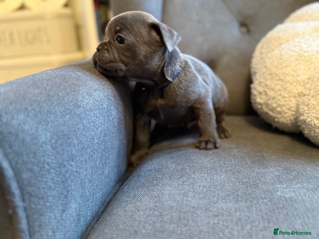 French Bulldog dogs for sale: ✨Stunning Pedigree French Bulldog Puppies✨ - Advert 6