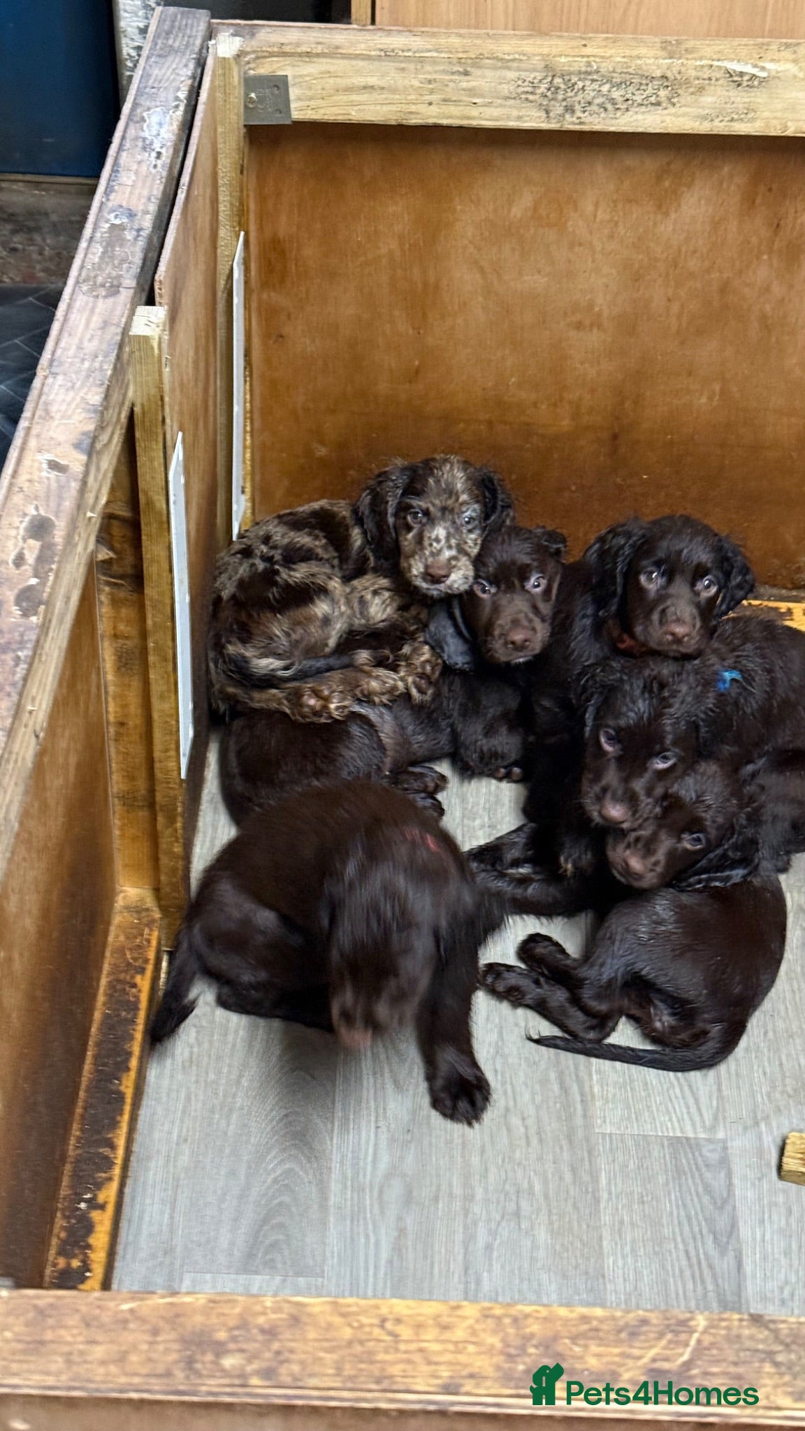 Cocker Spaniel dogs Chocolate merle and family - Advert 2