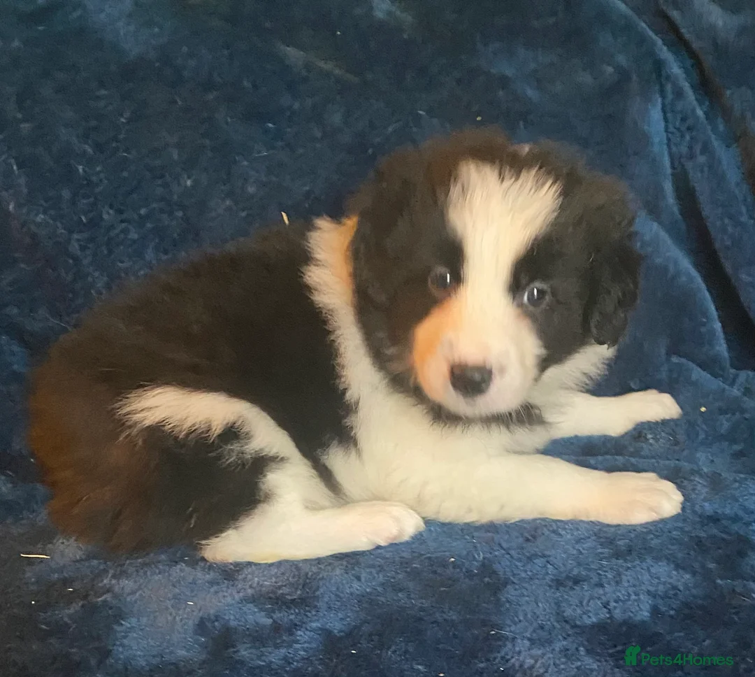 Border Collie dogs for sale: Classic Long Coated Border Collie Pups - Advert 5