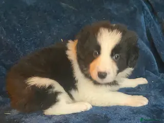 Border Collie dogs Long Coated Border Collie Pups - Advert 2