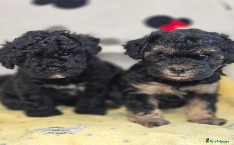 Maltipoo dogs - Advert 12