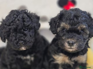 Maltipoo dogs - Advert 11