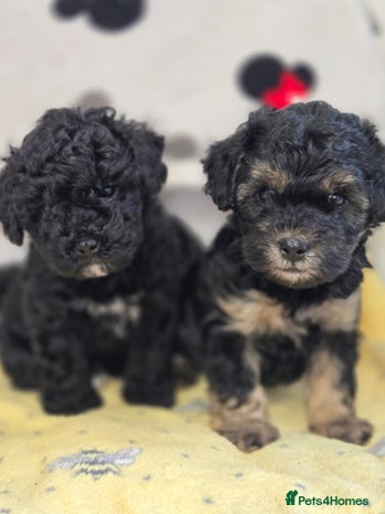 Maltipoo dogs - Advert 15