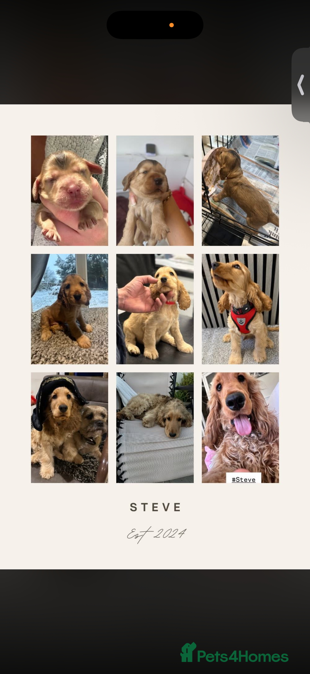 Cocker Spaniel dogs for sale: Showtype Cocker spaniel pups KC registered  - Advert 18