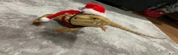 Bearded Dragon reptiles for sale: Bearded Dragon for Sale in Southend-on-Sea - Advert 1