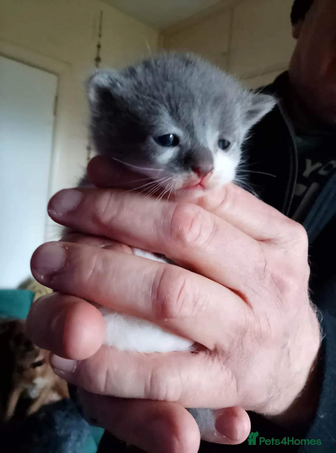 Mixed Breed cats for sale: 2 beautiful kittens looking for there homes in Eastleigh - Advert 7
