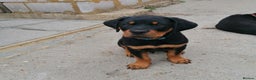 Rottweiler dogs for sale: Rottweiler male - Advert 9