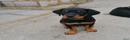 Rottweiler dogs for sale: Rottweiler male - Advert 8