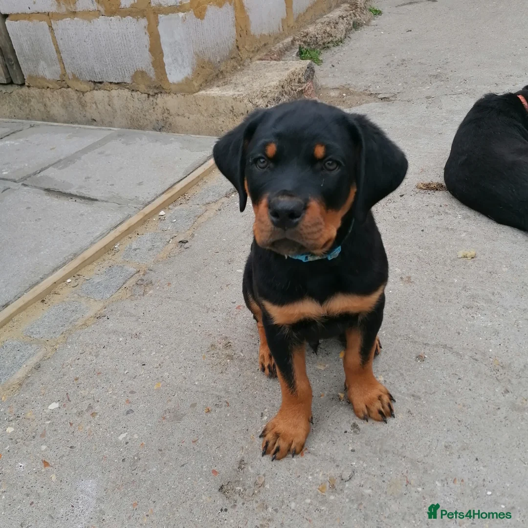 Rottweiler dogs for sale: Rottweiler male - Advert 8
