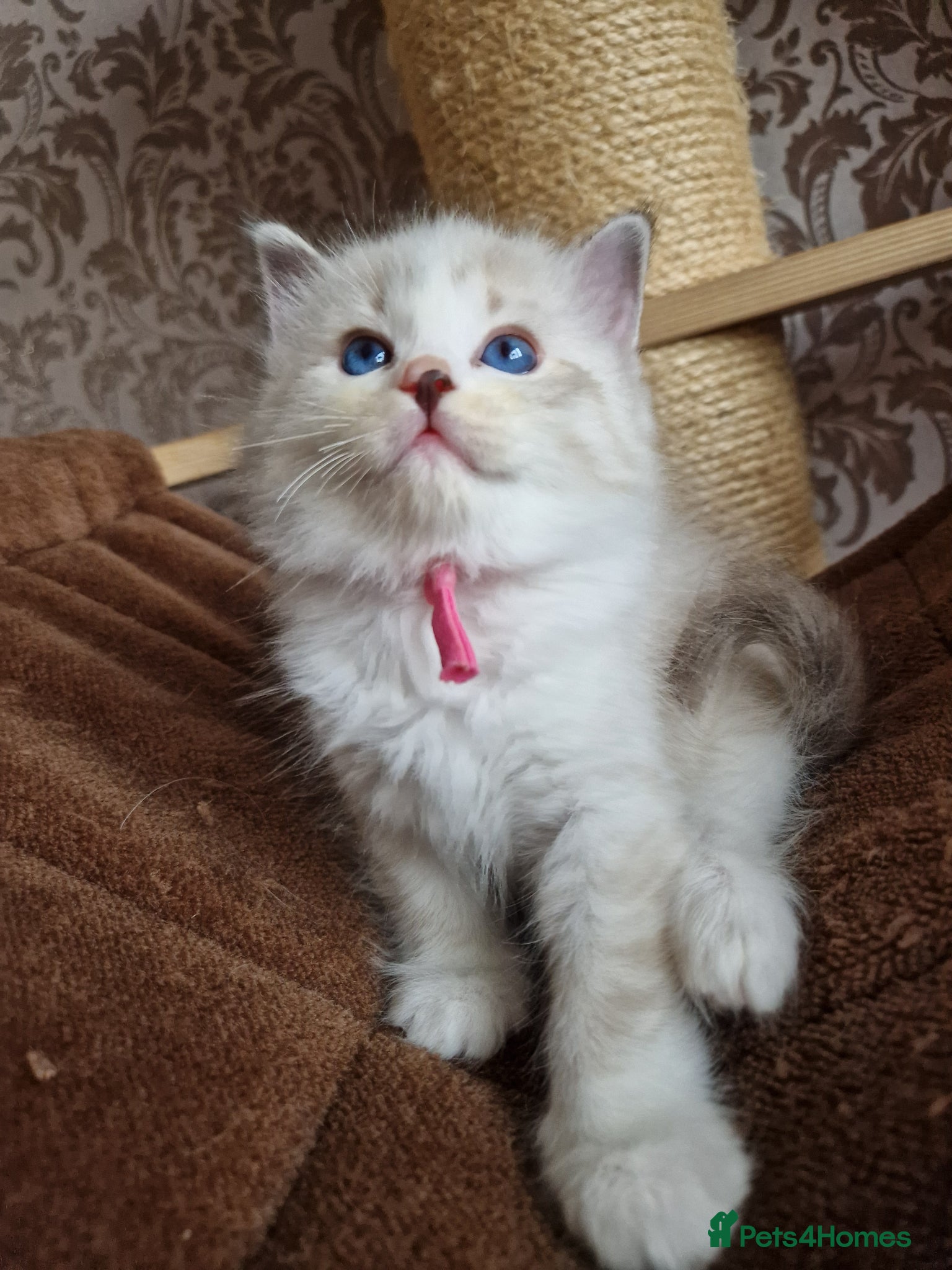 Ragdoll cats for sale: Show quality Ragdoll kittens - Advert 8