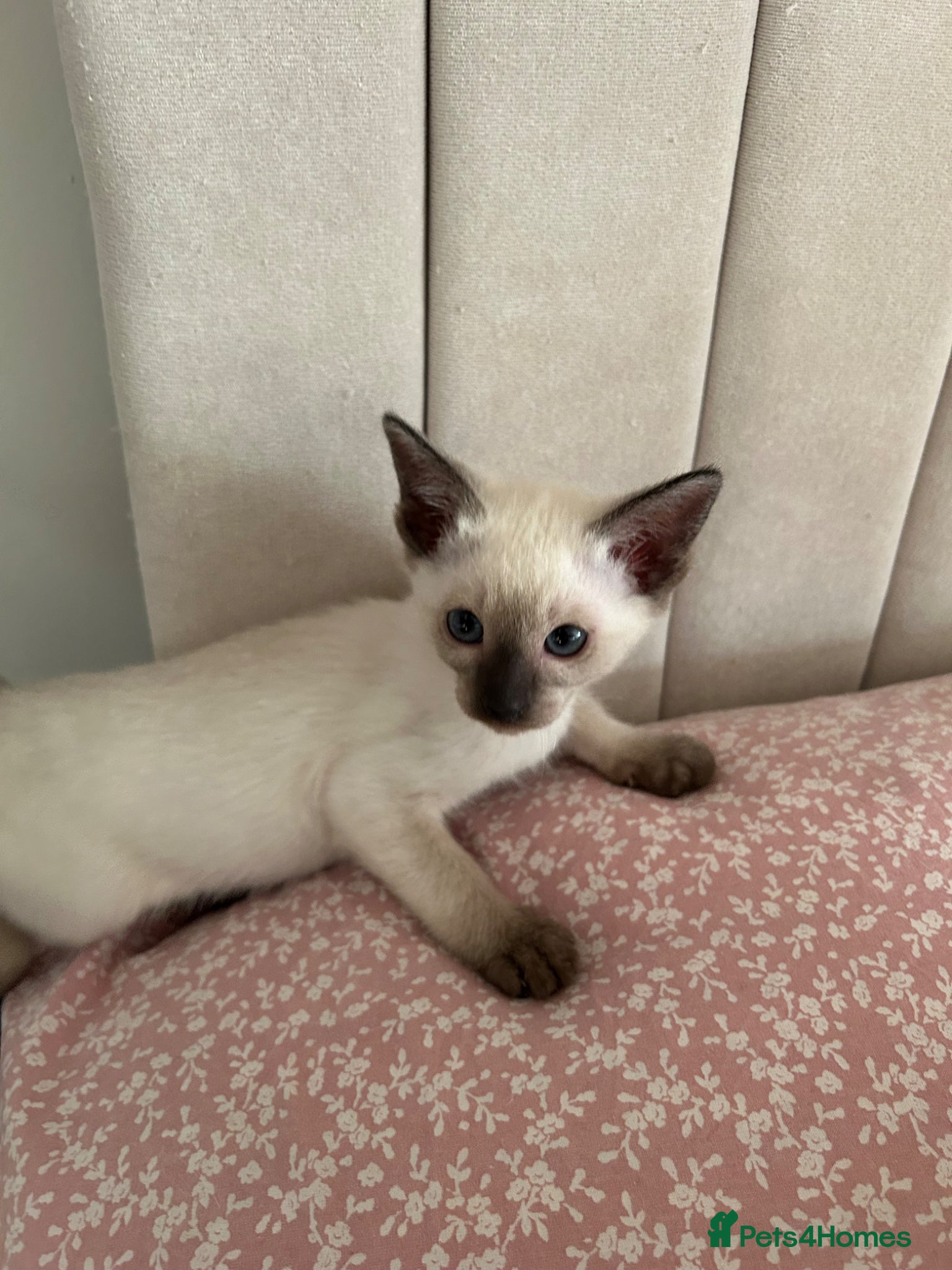 Siamese cats 2x Beautiful Pedigree Siamese Female Kittens - Advert 3