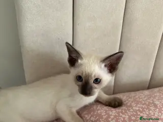 Siamese cats 2x Beautiful Pedigree Siamese Female Kittens - Advert 4